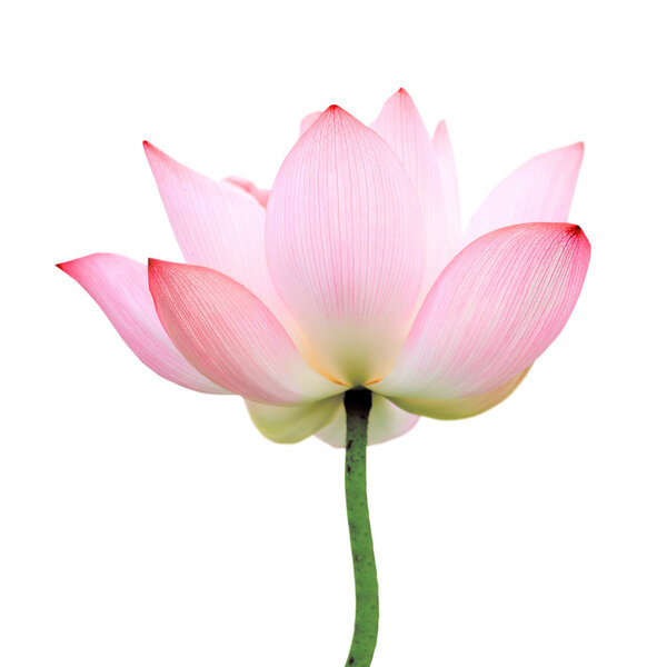 isolated lotus