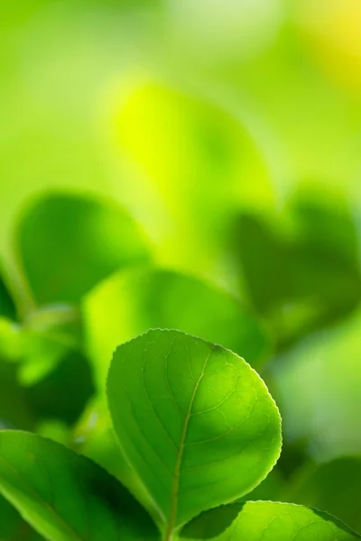 Groene bladeren — Stockfoto