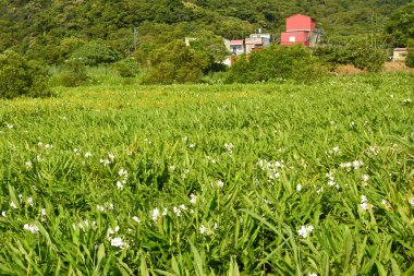zencefil zambak çiftlik
