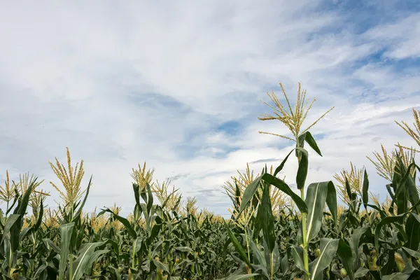 Kukurydziany kukurydzy rolnicze — Zdjęcie stockowe