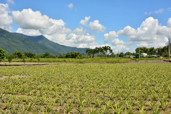 Ananas boerderij — Stockfoto