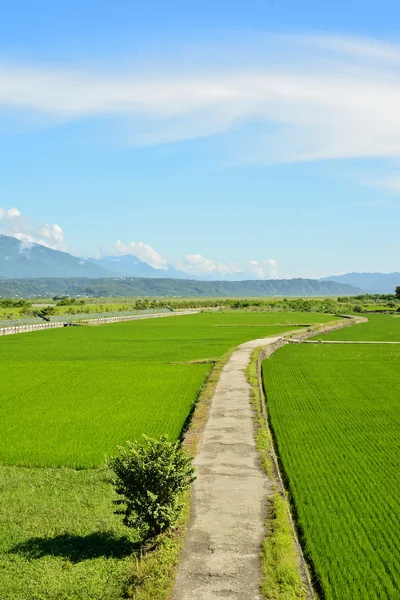 Rice farm in country — Stock Photo, Image