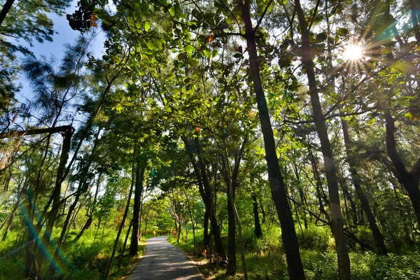 台东森林公园 — 图库照片