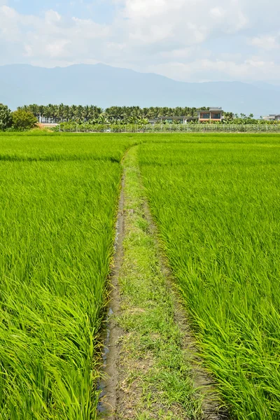 Рисовая ферма в стране — стоковое фото