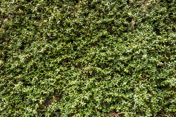 Green wall with ivy background — Stock Photo, Image