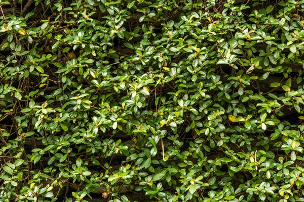 Grüne Wand mit Efeu Hintergrund — Stockfoto