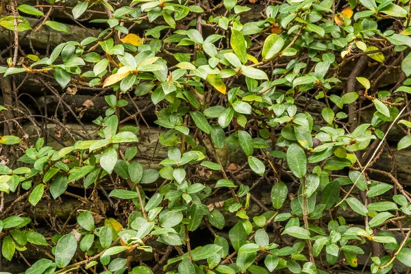 Green wall with ivy background — Stock Photo, Image