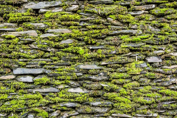 Stone wall with green moss — Stock Photo, Image