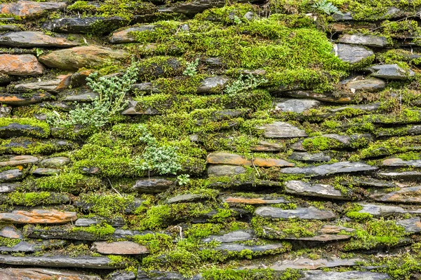 Stone wall with green moss — Stock Photo, Image