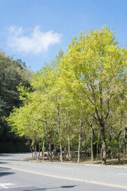 Yeşil ağaç bahar yol ile