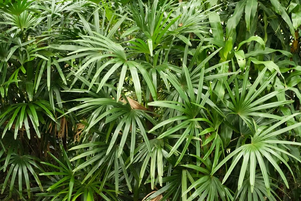 Natureza fundo de folha de árvore na área tropical — Fotografia de Stock