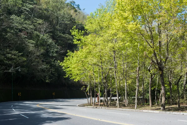 道路と春の緑の木 — ストック写真