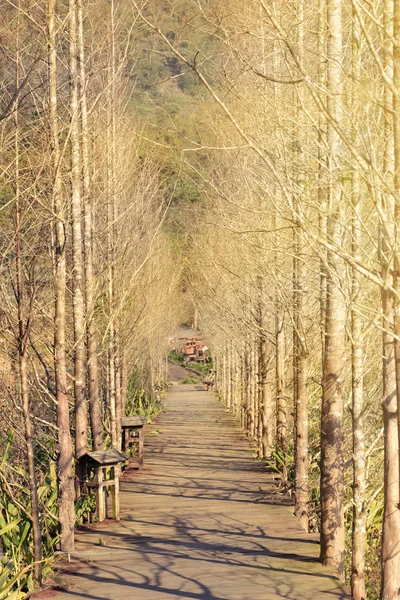 Drewniana ścieżka w lesie — Zdjęcie stockowe
