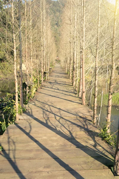 Camino de madera en el bosque — Foto de Stock