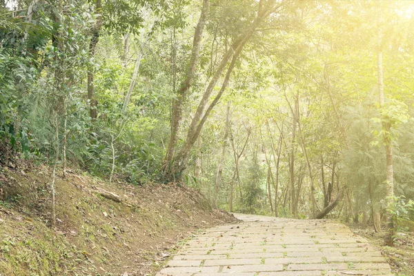 Pfad im Wald unter Sonnenlicht — Stockfoto