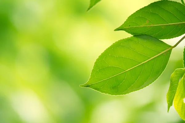 Groene bladeren — Stockfoto