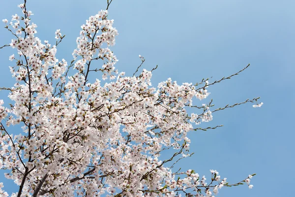 Cherry blossom scenery — Stock Photo, Image