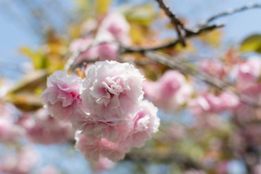 Sakura çiçekler