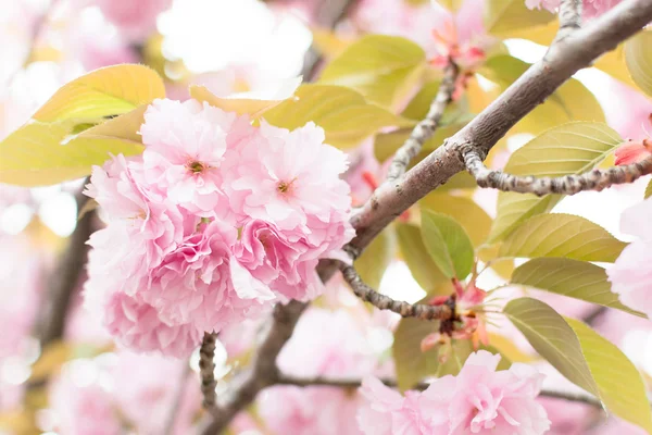 Sakura flowers — Stock Photo, Image