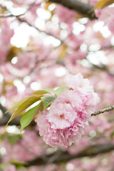 Sakura-Blüten — Stockfoto