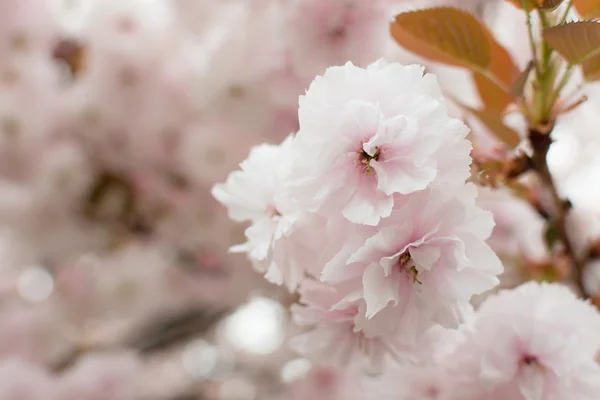 Sakura bloemen — Stockfoto