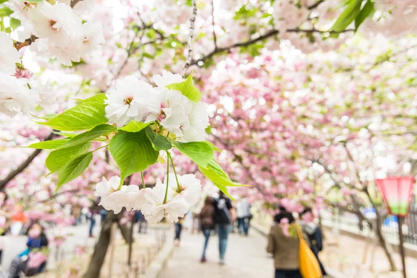 Kirschblüte — Stockfoto