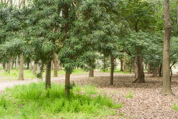 Park landschaftlich — Stockfoto