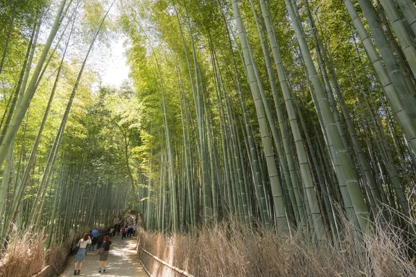 Bamboe bospad — Stockfoto