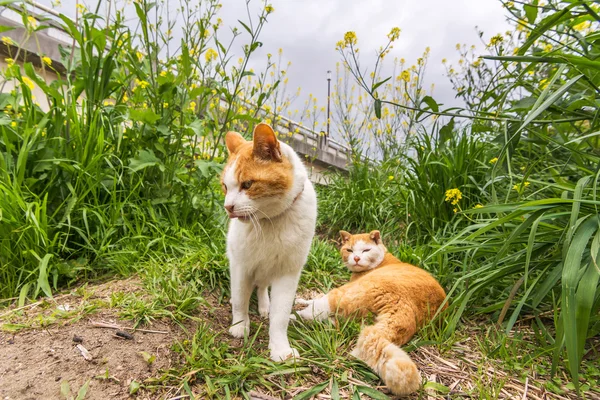 Två katter i gräset — Stockfoto