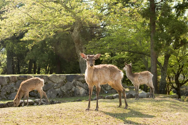 Nara geyik — Stok fotoğraf