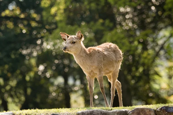 Cerf de Nara — Photo