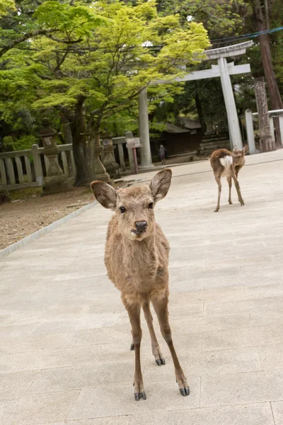 Nara cerbi — Fotografie, imagine de stoc