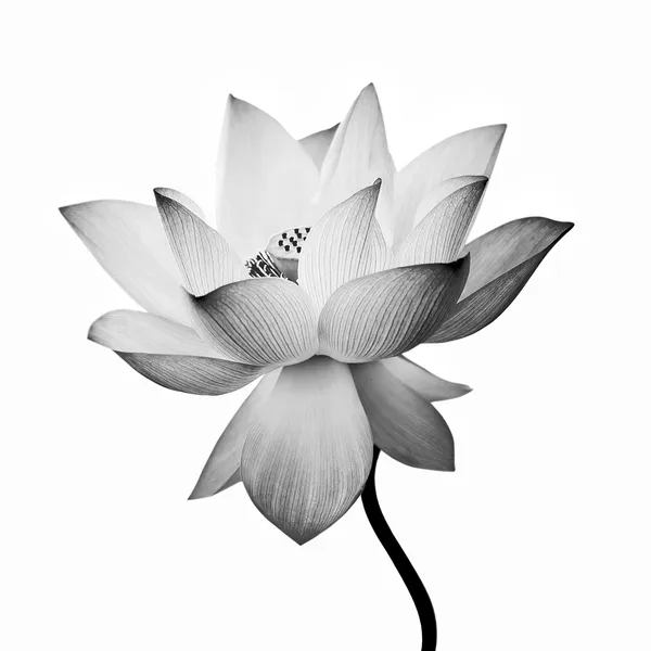 Geïsoleerde lotus — Stockfoto