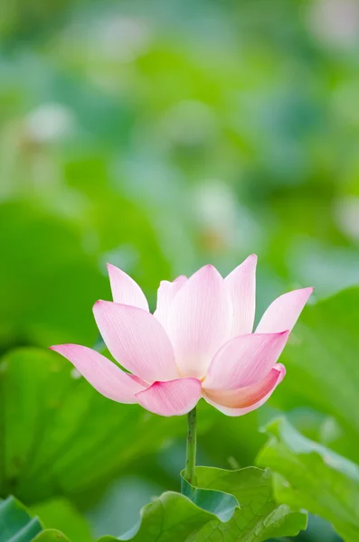 Lotus çiçeği. — Stok fotoğraf