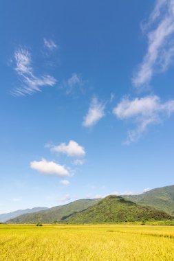 manzara çeltik tarlası