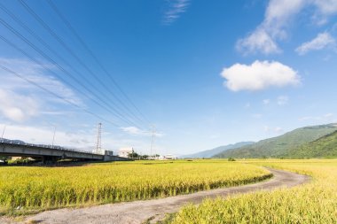 manzara çeltik tarlası