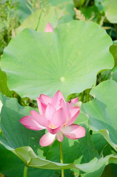 Lotus fleur — Photo