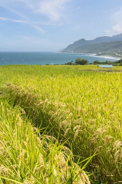 Granja Paddy terraza cerca del mar —  Fotos de Stock