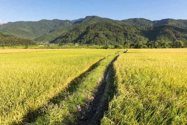 Landschaft des Reisbauernhofs — Stockfoto