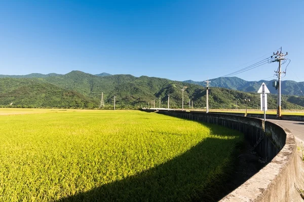 Paisaje de la granja de arroz —  Fotos de Stock