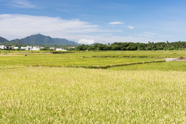 Paesaggio di paddy farm — Foto Stock
