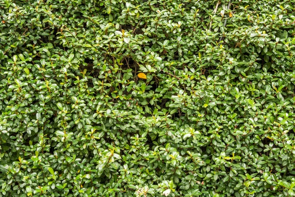 Green wall with ivy background — Stock Photo, Image