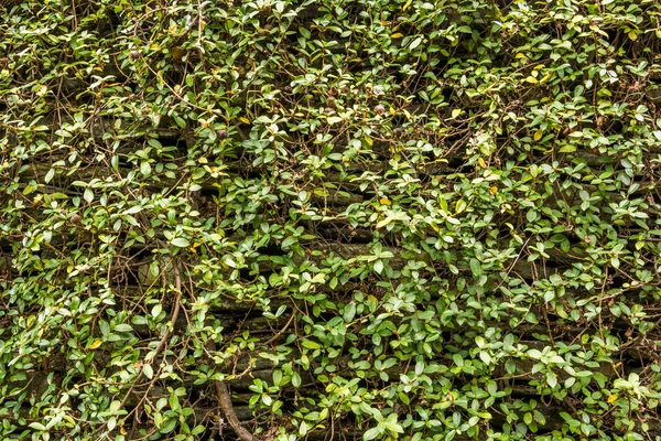 Pared verde con fondo de hiedra — Foto de Stock
