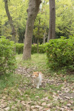 Osaka Park'ta vahşi kedi