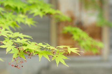 yeşil akçaağaç ağaç ve yaprak