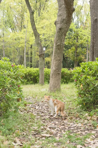 Osaka Park'ta vahşi kedi — Stok fotoğraf