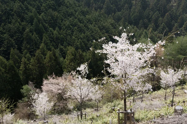 Kirsebærblomst sceneri - Stock-foto