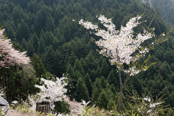 Paisaje de flores de cerezo — Foto de Stock