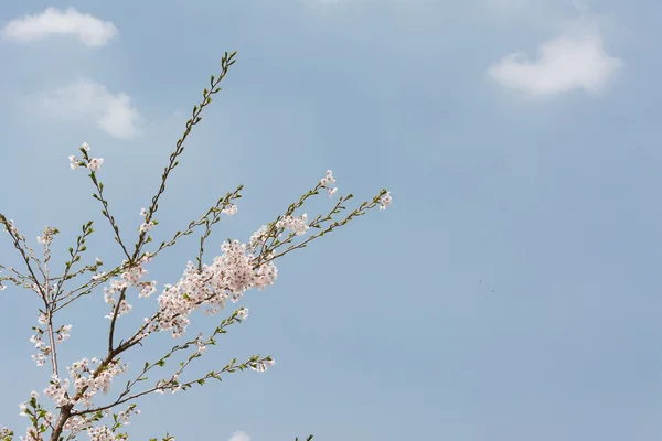 Branche de fleurs de cerisier — Photo