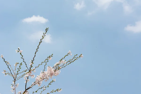 Branche de fleurs de cerisier — Photo